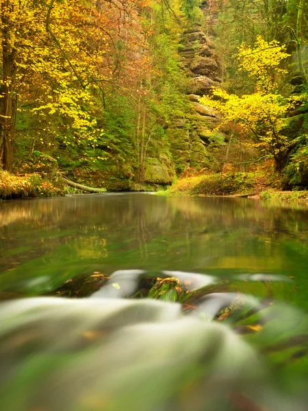 Temporada de outono no rio da montanha. Algas verdes na água, folhas de outono coloridas . — Fotografia de Stock
