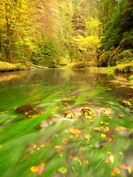 Herbstzeit am Bergfluss. Grünalgen im Wasser, bunte Herbstblätter. — Stockfoto