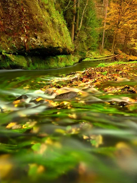 Podzim na horské řece. Zelené řasy ve vodě, barevné podzimní listí. — Stock fotografie