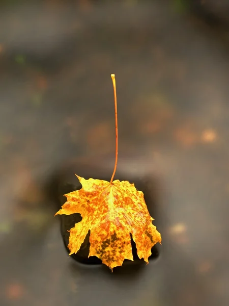 Naturaleza otoñal. Detalle de hoja de arce rojo naranja podrida. Hoja de otoño sobre piedra —  Fotos de Stock