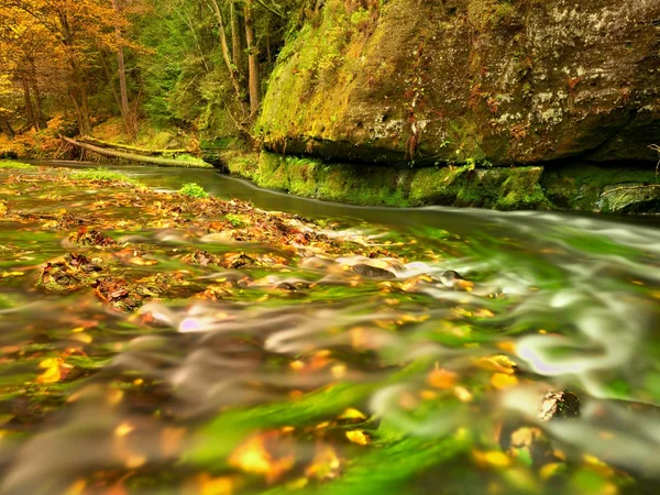 Fall season at mountain river. Green algae in  water, colorful autumn  leaves. — Stock Photo, Image