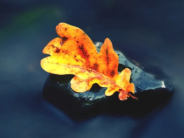 Detail of rotten old oak leaf on basalt stone in blurred water — Stock Photo, Image