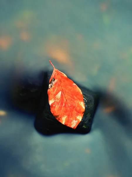 Foglia di faggio caduta. Faggio arancio marcio in acqua fredda — Foto Stock