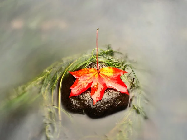 Presa foglia d'acero giallo arancio su lunga pietra di alghe verdi. Simbolo colorato — Foto Stock