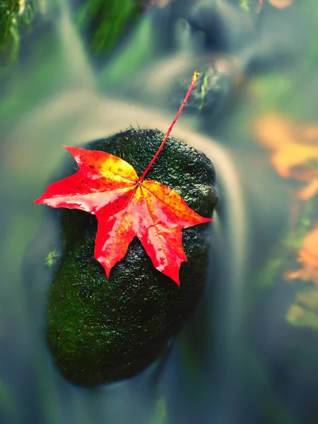 Autumn nature. Detail of rotten orange red  maple leaf. Fall leaf on stone — Stock Photo, Image