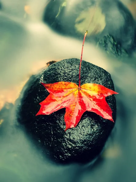 Naturaleza otoñal. Detalle de hoja de arce rojo naranja podrida. Hoja de otoño sobre piedra — Foto de Stock