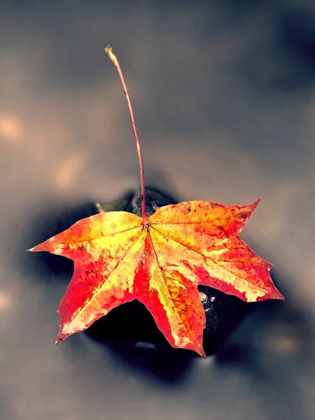 Autumn nature. Detail of rotten orange red  maple leaf. Fall leaf on stone