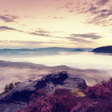 Heather Bush cliff Park üzerinde kırmızı çiçek açan pembe. İlk sonbahar sis.