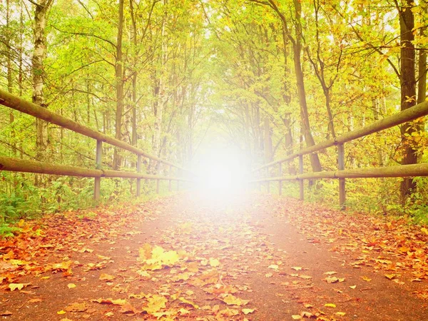 Manera de asfalto con handrais de madera en el colorido bosque otoñal — Foto de Stock