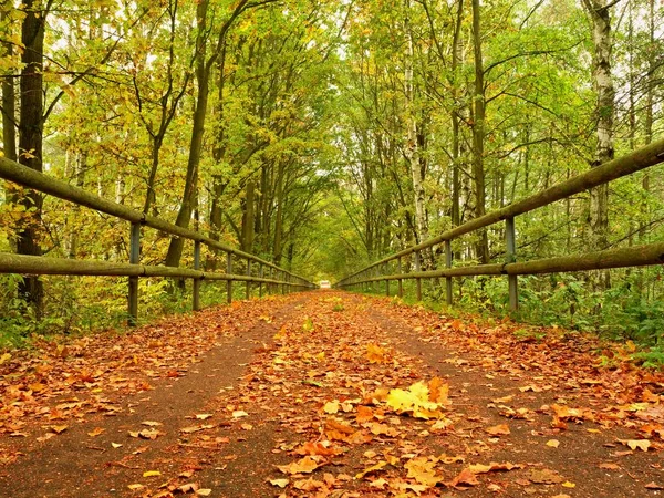 Caminho florestal abaixo de árvores verdes amarelas. Tarde de outono na floresta após a chuva — Fotografia de Stock