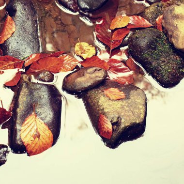 Sonbahar renkleri. Bazalt çakıl yansıtılmış suda çürümüş eski detayını yaprak