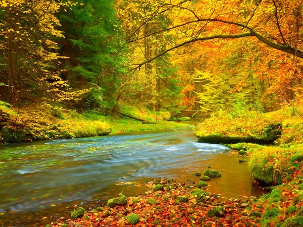 Sonbahar manzara, ağaçlarda renkli yaprakları, sabah yağmur sonra nehirde. — Stok fotoğraf