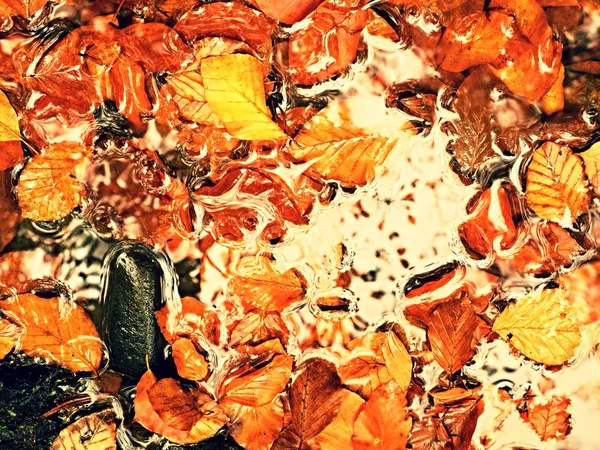 Cornice di foglie d'arancio nel fiume. Faggio caduto foglie nel fiume di montagna , — Foto Stock