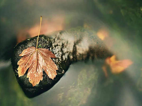 Σάπιο σκούρο πορτοκαλί maple leaf κυματιστές ρεύμα κρύου νερού — Φωτογραφία Αρχείου