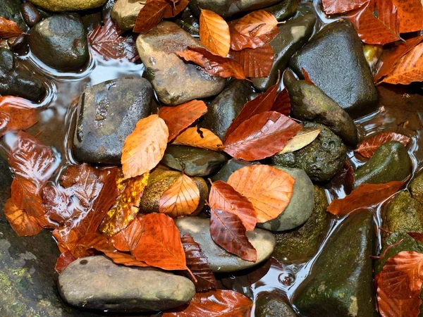 Χρώματα πτώση. Λεπτομέρεια από χαλασμένα παλιά φύλλα σε βασάλτη χαλίκι στο νερό με είδωλο — Φωτογραφία Αρχείου