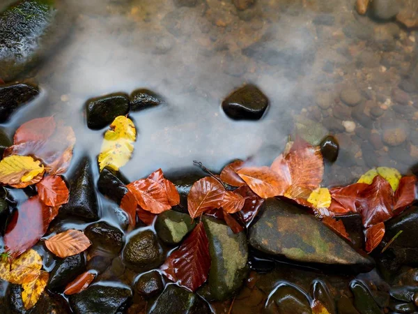 Colores de otoño. Detalle de hojas viejas podridas sobre grava basáltica en agua espejada —  Fotos de Stock