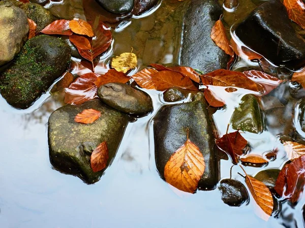 Colori d'autunno. Dettaglio di vecchie foglie marce su ghiaia basaltica in acqua specchiata — Foto Stock