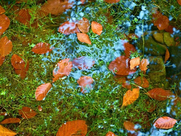 Alga fogott lehullott levelek, a bazalt kavics a tükrözött hegyi patak. — Stock Fotó