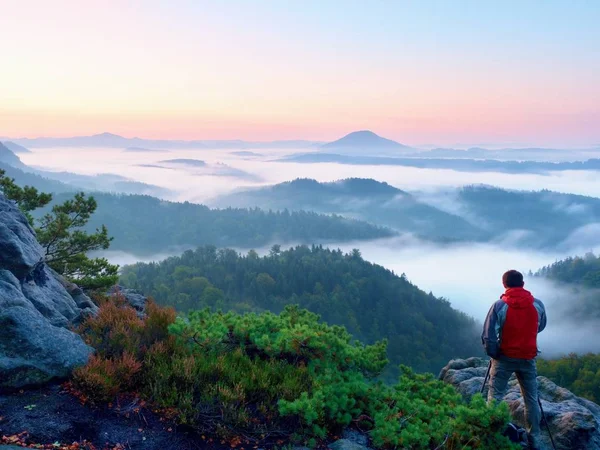 Tourist with red outdoor windcheater in dwarf pines.  Autumn hilly landscape — Stock Photo, Image