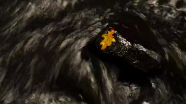 Çürümüş yaşlı Meşe yaprağı dağ nehir, ilk sonbahar yaprakları bulanık suda taş yakaladı.