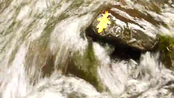 Caught rotten old oak leaf on stone in blurred water of mountain river, first autumn leaves. — Stock Video