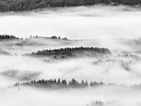 Ciężkich mgła w krajobraz. Wspaniałe jesienne mgły kremowy — Zdjęcie stockowe