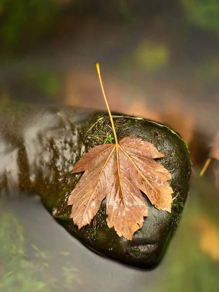 Hoja de arce amarillo roto caído. Otoño náufrago en piedra zapatilla mojada — Foto de Stock