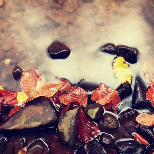 Colori d'autunno. Ghiaia a fiume di montagna coperto di foglie autunnali — Foto Stock