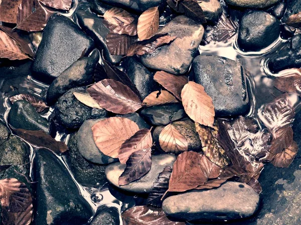 Höstens färger. Grus på mountain river täckt med höstliga blad — Stockfoto