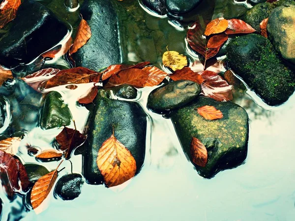 Осенние цвета. Детали гнилых старых листьев на базальтовом гравии в зеркальной воде — стоковое фото