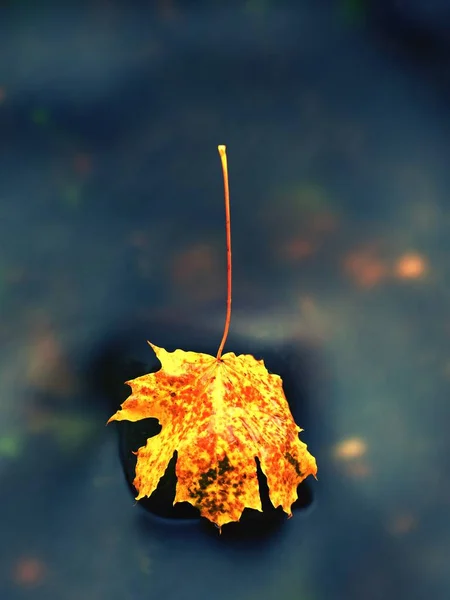 Fallen maple leaf. Rotten yellow orange dotted maple leaf in cold water — Stock Photo, Image