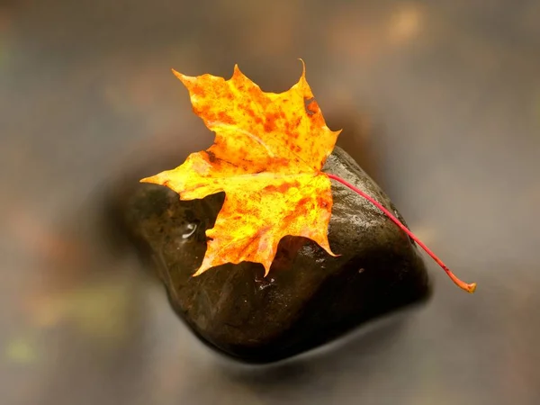 Autumn nature. Detail of rotten orange red  maple leaf. Fall leaf on stone — Stock Photo, Image