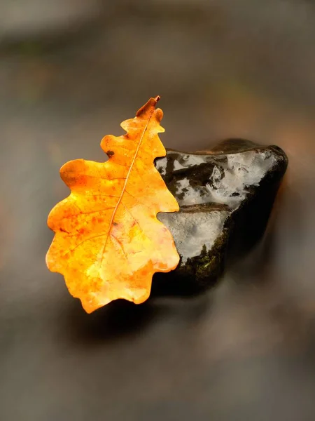 Bazalt taş bulanık suda çürümüş yaşlı meşe yaprağına detay — Stok fotoğraf