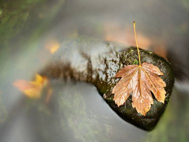 Çürük koyu turuncu akçaağaç yaprağı soğuk su dalgalı dere