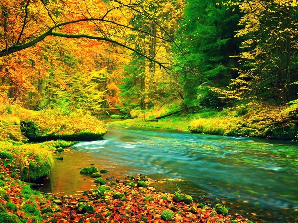 Paesaggio autunnale, foglie colorate sugli alberi, mattina al fiume dopo la pioggia . — Foto Stock