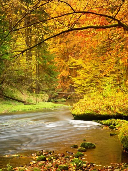 Höstlandskap, färgglada löv på träden, morgon på floden efter regn. — Stockfoto