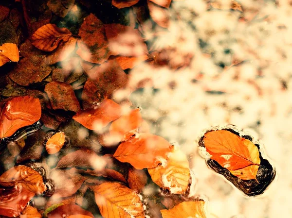 Cornice di foglie d'arancio nel fiume. Faggio caduto foglie nel fiume di montagna , — Foto Stock