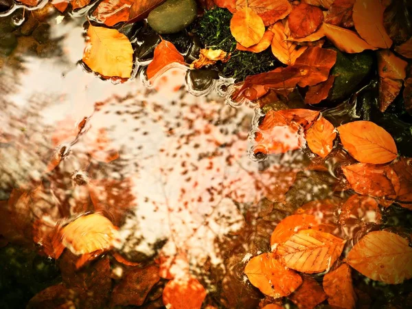 Feuilles et pierres tombées de hêtre dans l'eau de la rivière de montagne, premières feuilles — Photo