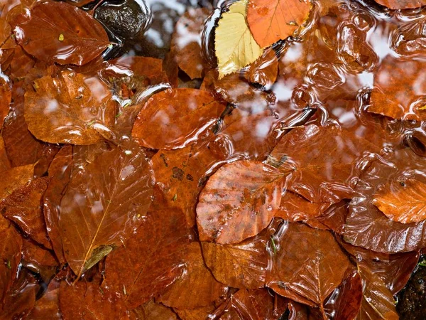 Couleurs d'automne. Gravier à la rivière de montagne recouvert de feuilles automnales — Photo