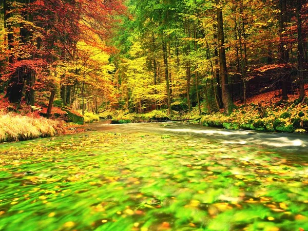 Herbstliche Natur. Gebirgsfluss mit niedrigem Wasserstand, bunte Blätter im Wald — Stockfoto