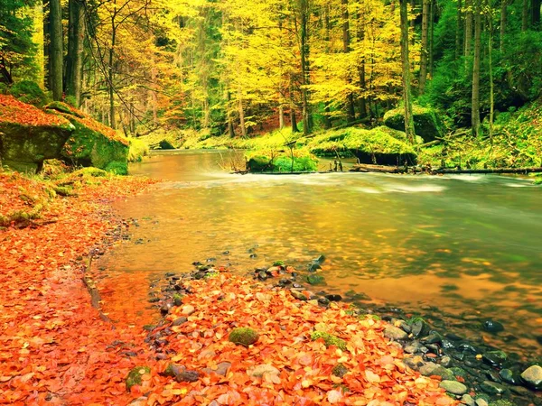 Осінь на гірській річці. Низький рівень води, гравій з яскравими барвистими листям. Моховий валун — стокове фото
