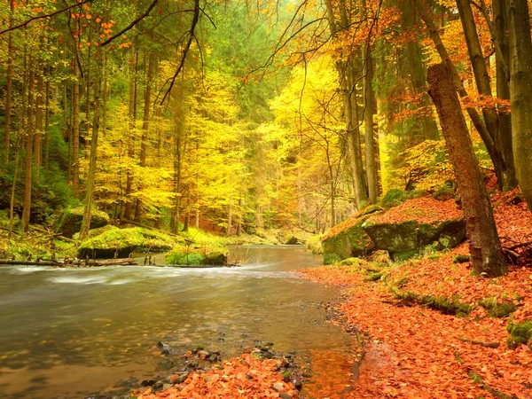 Caída en el río de montaña. Bajo nivel de agua, grava con hojas de colores vivos. Roca musgosa — Foto de Stock