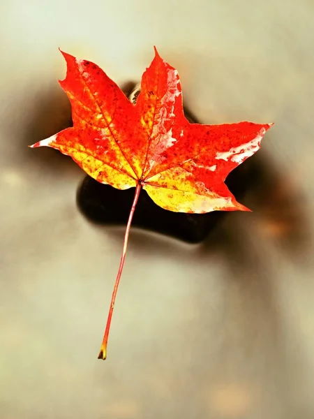 Fallen maple leaf. Rotten yellow orange dotted maple leaf in cold water — Stock Photo, Image