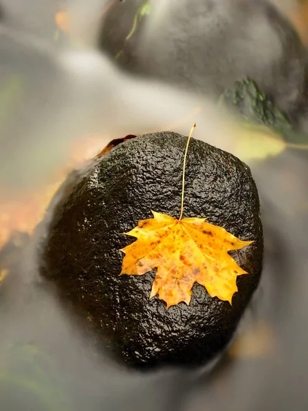 The colorful broken leaf from maple tree on basalt stones in blurred water — Stock Photo, Image