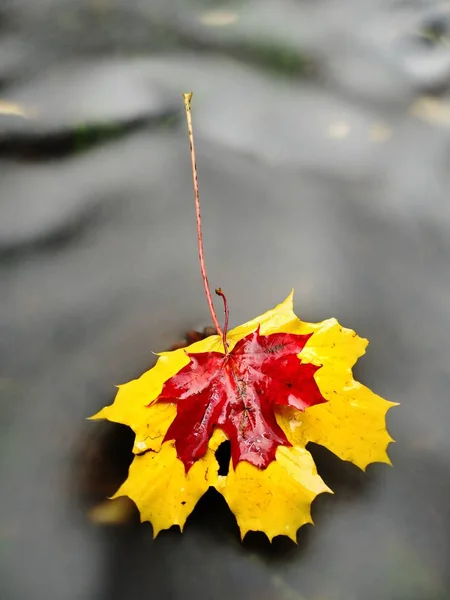 Fallen dry maple leaf on water, leaf stick on stone in stream — Stock Photo, Image