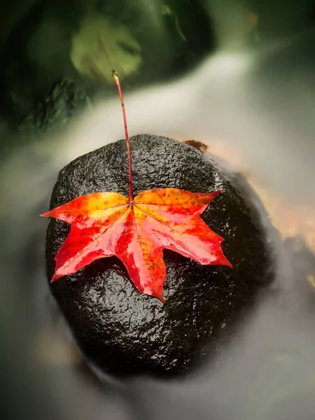 Yellow orange red  autumn maple leaves on water, dried leaf — Stock Photo, Image