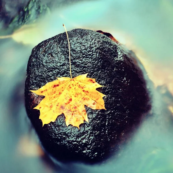 Fallen dry maple leaf on water, leaf stick on stone in stream — Stock Photo, Image