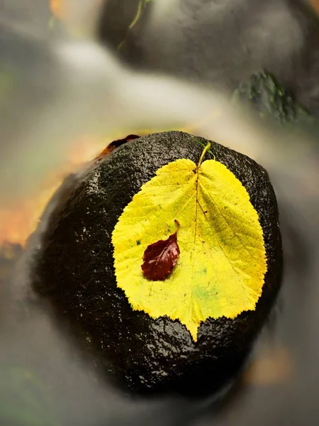 A fall colored leaf resting on a stone  with water flowing around it. Yellow  orange symbol of autumn — Stock Photo, Image