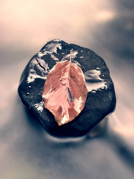 Una hoja de color caída descansando sobre una piedra con agua que fluye a su alrededor. Símbolo amarillo naranja del otoño —  Fotos de Stock