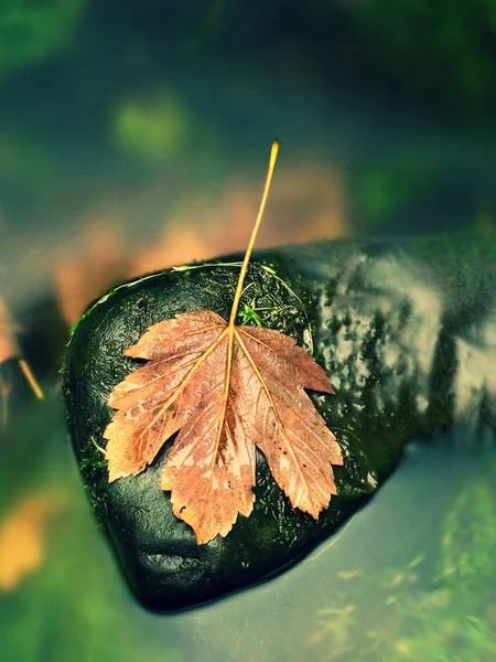 Rotten dark orange maple leaf in wavy stream of cold water — Stock Photo, Image